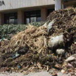 Public Health Principal Secretary Mary Muthoni inspecting garbage outside Stima Plaza in Nairobi, following a health hazard notification to the County government