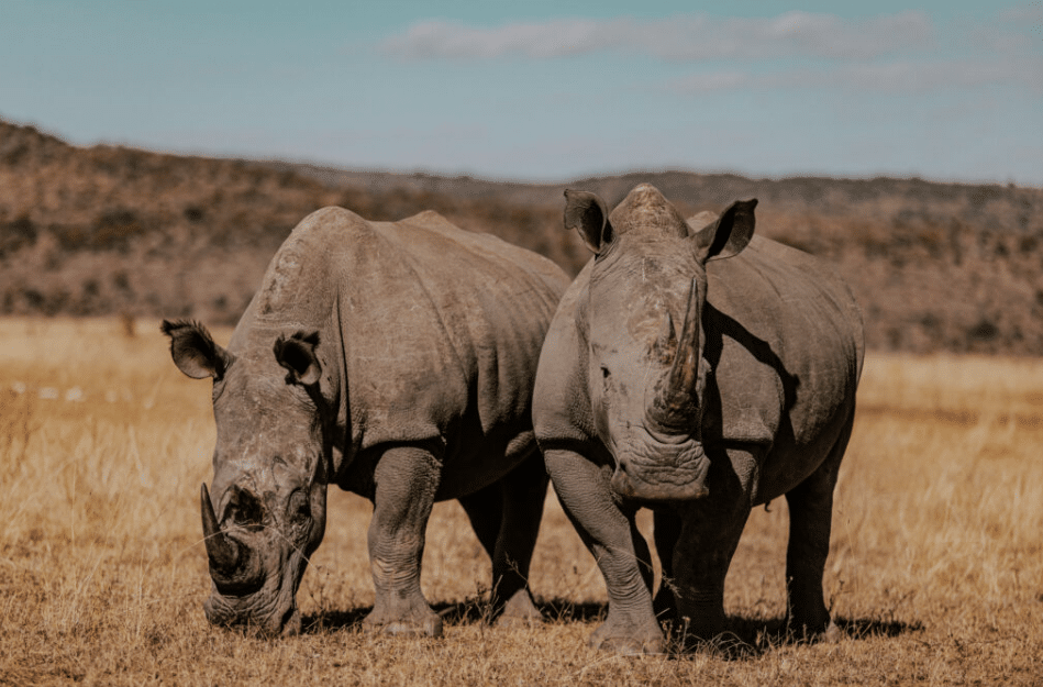 Radioactive rhino horns: South Africa’s bold step to stop poaching