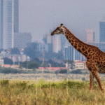 Wildlife graze near Nairobi National Park, where a new corridor will reconnect migratory routes to the Athi-Kapiti ecosystem.